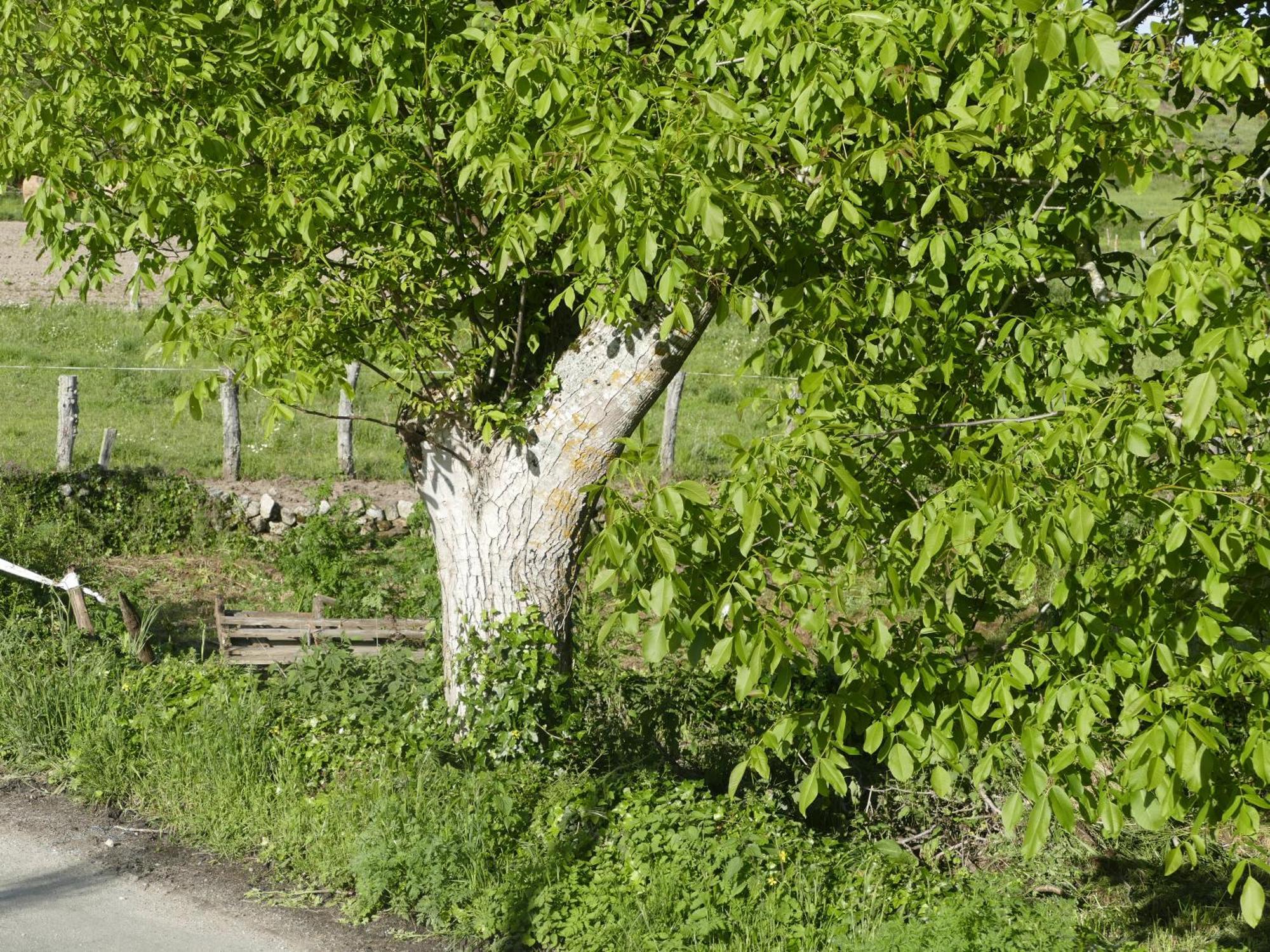 Pension O Corazon Da Ribeira Sacra La Teijeira المظهر الخارجي الصورة